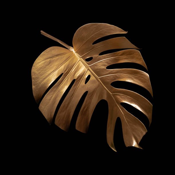 istock Tropical leaves gold and black, can be used as background(Monstera)fernclipping path 1409900951