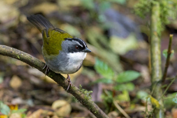 Grey-browed Brush-Finch (Arremon Assimilis). Bird perched on a branch near the undergrowth in the Colombian Andes stock photo