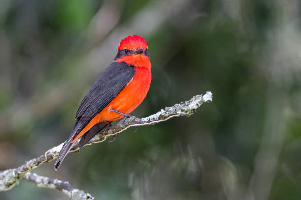 istock Vermillion Flycatcher (Pyrocephalus rubinus). Bird looking at camera from a small branch in an urban forest 1409901653