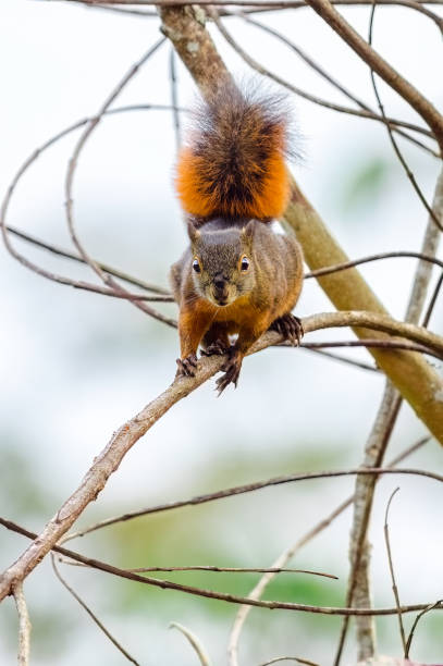 Red-tailed squirrel (sciurus granatensis). Squirrel faces the camera with curiosity on a small branch Red-tailed squirrel (sciurus granatensis). Squirrel faces the camera with curiosity on a small branch sciurus granatensis stock pictures, royalty-free photos & images