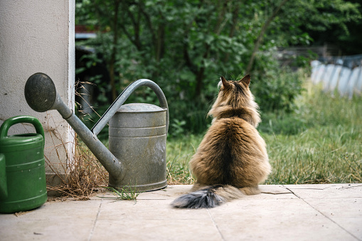 rear view on norwegian forest cat sitting beside watering can on terrace and looking out to the garden