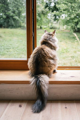 rear view on norwegian forest cat sitting on window sill and looking out to the garden