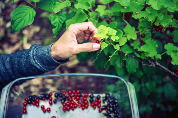 istock female hands harvesting red and black currants 1409902187