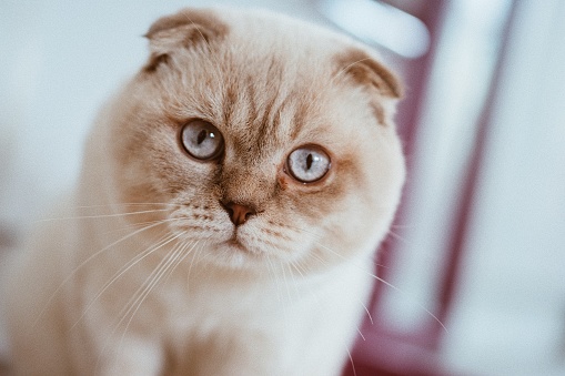 White Scottish fold cat portrait with blue eyes