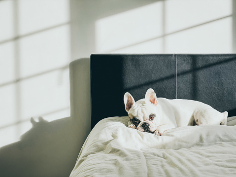 French Bulldog resting on bed in the morning