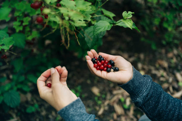 istock female hands holding fresh picked red and black currants 1409902519