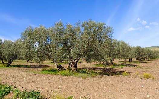 panoramic view of a mountain with olive trees under the blue and sunny sky