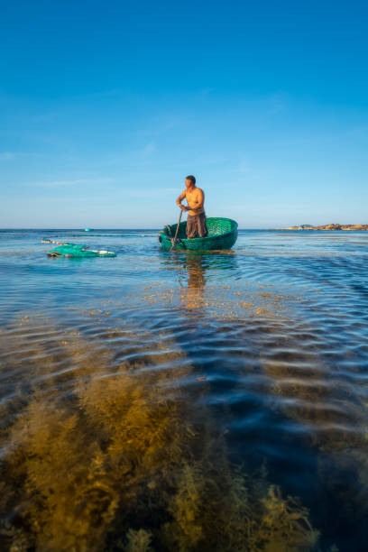 Netting fishes on the seaweeds area A fisherman is netting fish and squids on a seaweeds area on Nhon Hai beach, Binh Dinh province, central Vietnam basket boat stock pictures, royalty-free photos & images