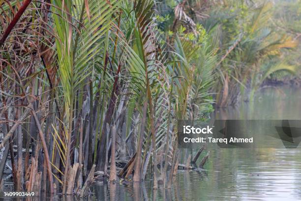 Nipa Robi Typical Nipa Palm Stock Photo - Download Image Now - Backgrounds ...