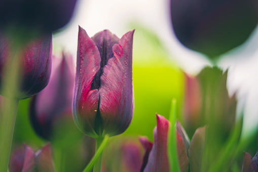 A close view of the purple tulips in the garden.