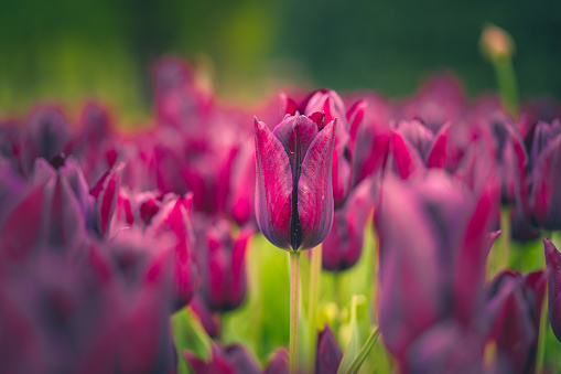 Red tulip on a field of green tulips in the Netherlands