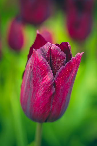 A row of blooming tulips in the park