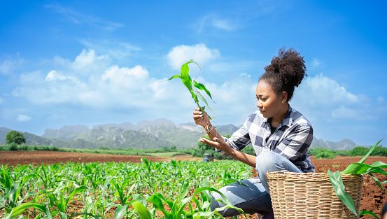 African woman Agriculture Farmer examining corn plant in field. Agricultural activity at cultivated land. Woman agronomist inspecting maize seedling.Expert inspect plant quality in green field rural.