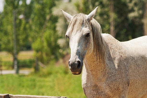 Belo Cavalo cinza - fotografia de stock