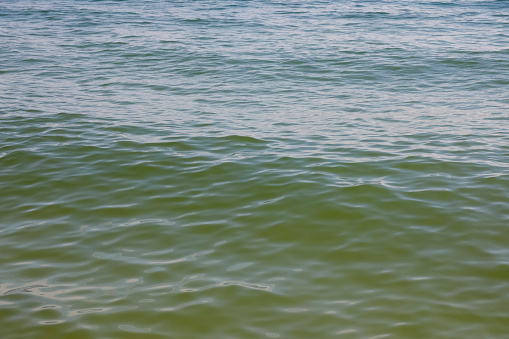 A gentle wave forms on the surface of the Baltic Sea