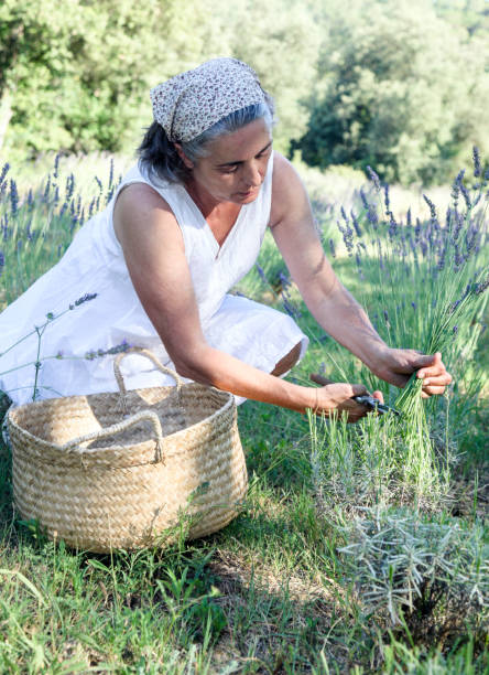 istock Woman picking lavender in the field 1409905230