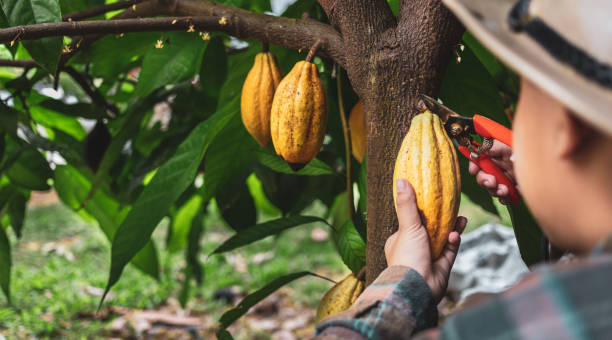 las manos de cerca de un agricultor de cacao usan tijeras de podar para cortar las vainas de cacao o la fruta de cacao amarillo maduro del árbol de cacao. cosecha la cosecha que produce el negocio del cacao agrícola. - polvo de cacao fotografías e imágenes de stock