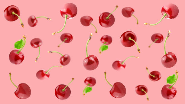 Falling cherry isolated on pastel pink background. stock photo