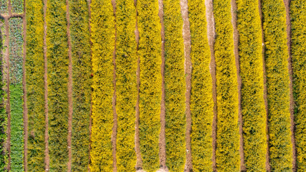 istock Chrysanthemum indicum field from aerial view 1409905616