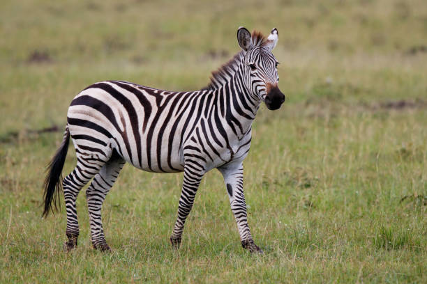 Zebra in the Masai Mara National Reserve in Kenya stock photo