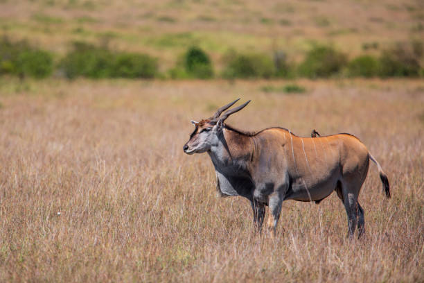 Common eland in Masai Mara National Reserve in Kenya Common eland or eland antilope ( Taurotragus oryx) bull on the savannah of the Masai Mara National Reserve in Kenya cape eland photos stock pictures, royalty-free photos & images