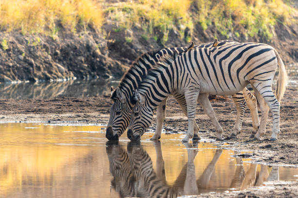 зебра в заповеднике машату - mashatu game reserve стоковые фото и изображения