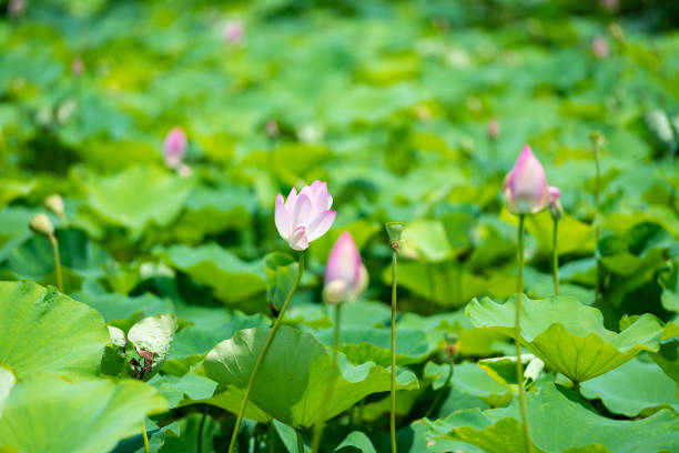 istock Pink lotus blooming in sunlight 1409907480