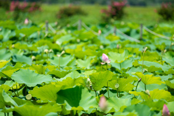 Pink lotus blooming in sunlight in Ninh Binh, Vietnam