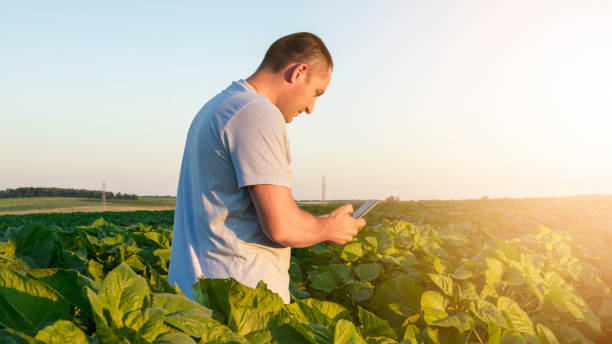 A caucasian man standing in the agricultural field. stock photo