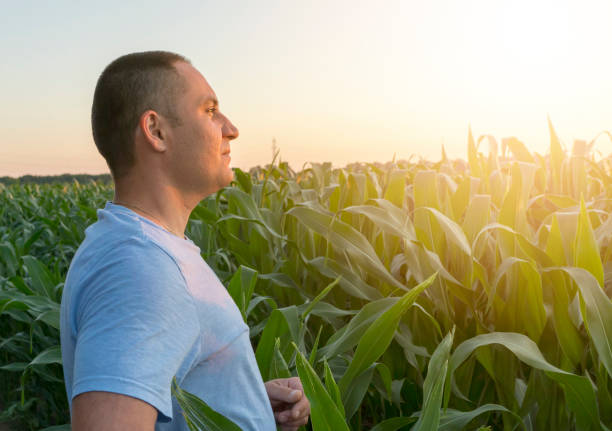 A caucasian man standing in the agricultural field. Warm bright filter. stock photo