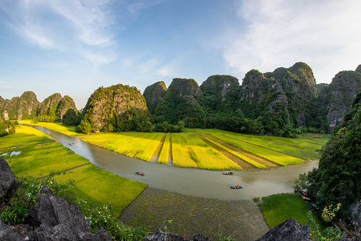Yellow rice field on Ngo Dong river in Tam Coc Bich Dong from mountain top view in Ninh Binh province of Viet Nam