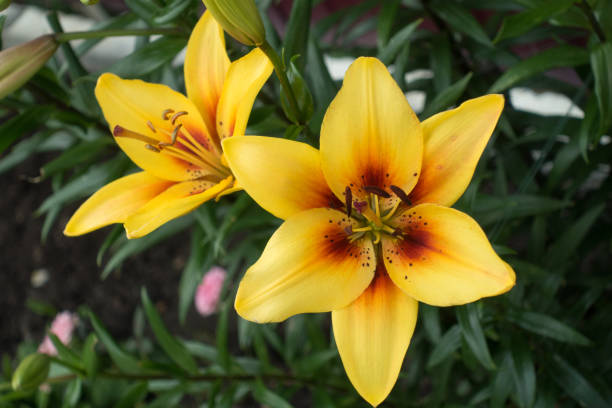 istock beautiful garden flowers 1409912007