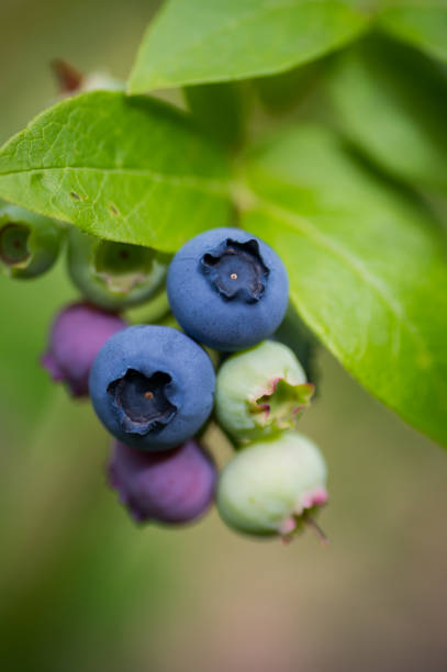 Blueberries have the highest antioxidant level of all berries, as well as other health benefits.