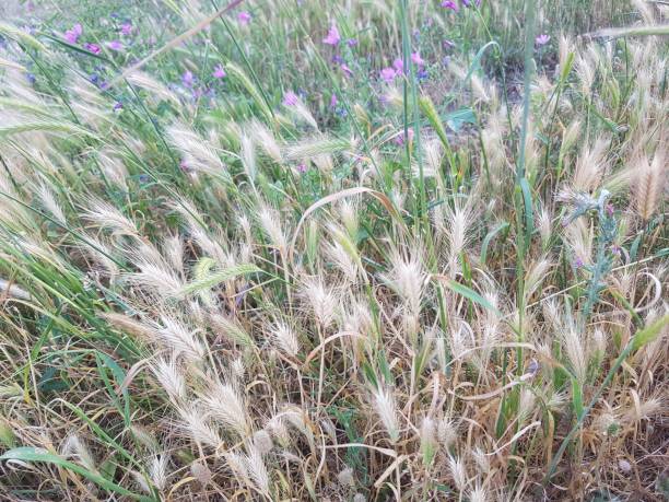 istock Wild purple flowers and the grass 1409912162