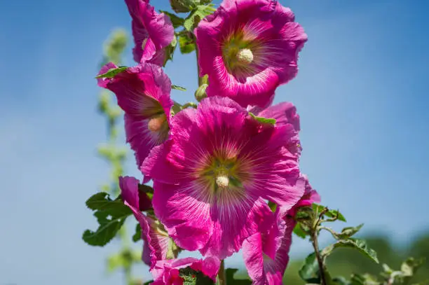 Lavatera rosea, the tree mallow, is a popular plant with gardeners because of its display of bright flowers.