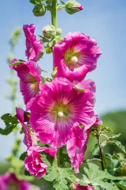 Lavatera rosea, the tree mallow, is a popular plant with gardeners because of its display of bright flowers.