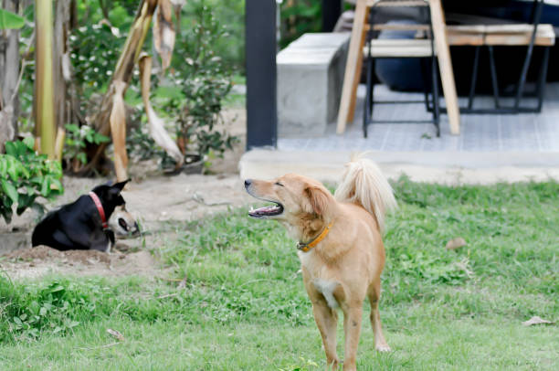 istock dog at home , two dogs 1409913021