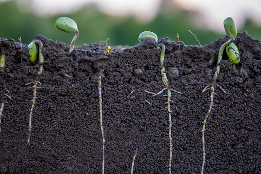 Sprouted soybean shoots in soil with roots. Blurred background.