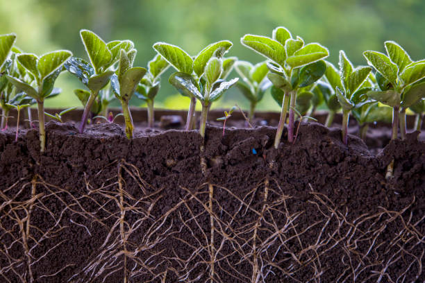 istock Fresh green soybean plants with roots 1409913599