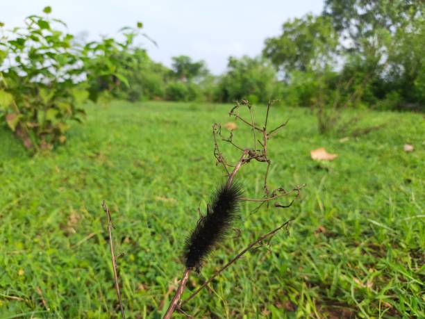 istock Gypsy moth Lymantria dispar. 1409913666