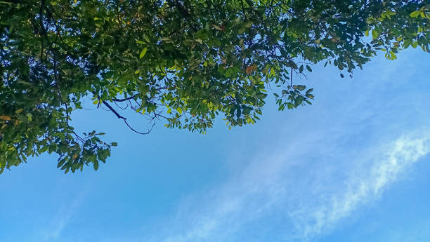 istock Green leaves of a tall tree 1409913736