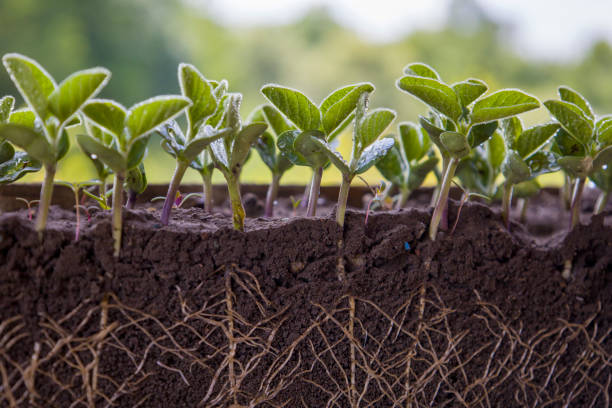 istock Fresh green soybean plants with roots 1409913766