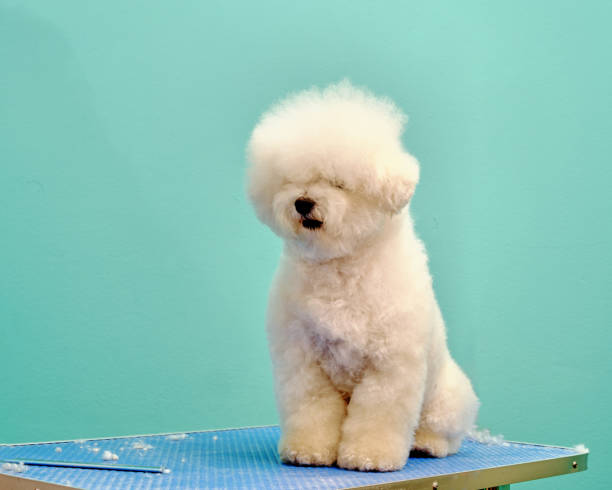 istock Overgrown Bichon Frize sits on a grooming table 1409913772