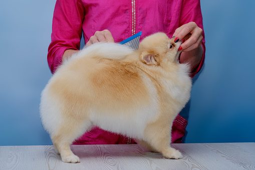 The groomer holds the dog's muzzle and combs the tail back to demonstrate the haircut.