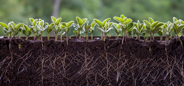 frische grüne sojabohnenpflanzen mit wurzeln - erdreich stock-fotos und bilder