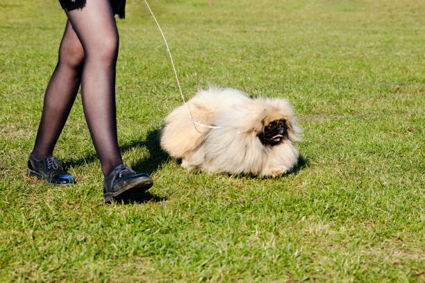 Beautiful Pekingese dog on a walk on the green grass.