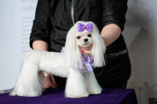 профессиональный грумер выставил мальтийскую собаку на выставку стрижки - show dog стоковые фото и изображения