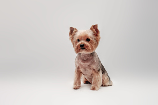 Charming Yorkshire terrier sits in front of a gray background.