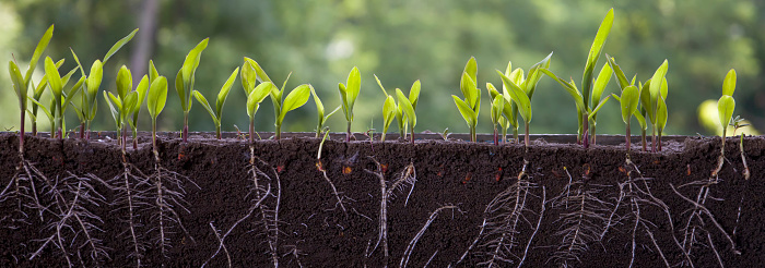 Fresh green corn plants with roots