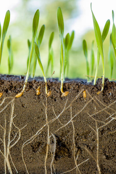 istock Young shoots of barley with roots blurred background. 1409913885